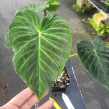 Load image into Gallery viewer, Philodendron Verrucosum Pseudoverrucosum Croat exact plant, Fedex 2day*
