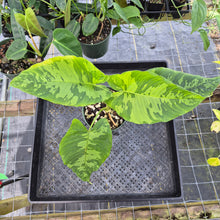Load image into Gallery viewer, Homalomena Schismatoglottis Neoguineensis, Exact Plant Ships Nationwide
