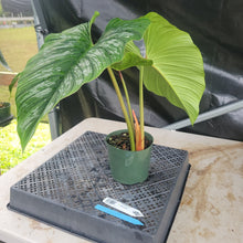 Load image into Gallery viewer, Philodendron Plowmanii, Exact Plant Ships Nationwide
