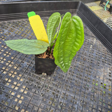 Load image into Gallery viewer, Anthurium Sp. Limon, Exact Plant Ships Nationwide
