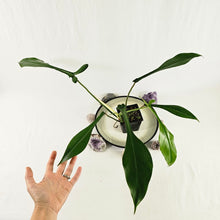 Load image into Gallery viewer, Philodendron Joepii, Exact Plant Ships Nationwide
