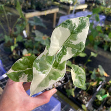 Load image into Gallery viewer, Alocasia Macrorrhiza Albo Variegated 2.5" pot, Fedex 2day*
