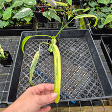 Load image into Gallery viewer, Philodendron Holtonianum Variegated, Exact Plant Ships Nationwide
