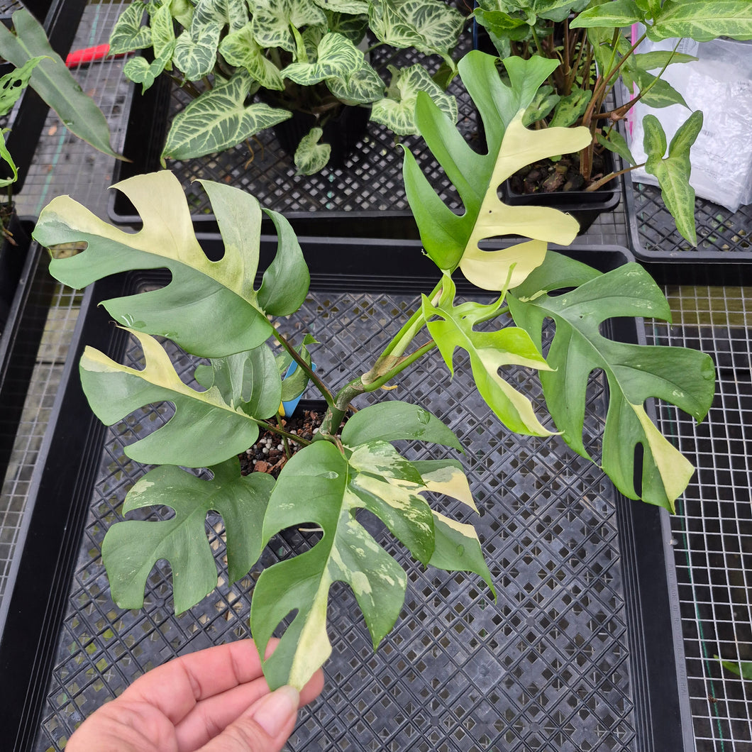 Rhaphidophora Tetrasperma Albo, Exact Plant Variegated Ships Nationwide