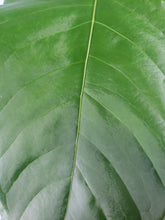 Load image into Gallery viewer, Anthurium Balaoanum &quot;Dussii&quot; 4&quot; pot, ships nationwide
