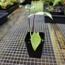 Load image into Gallery viewer, Alocasia Macrorhizza Black Stem, Exact Plant Variegated
