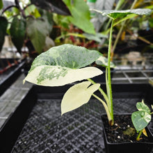 Load image into Gallery viewer, Alocasia Macrorhizza, Exact Plant Variegated
