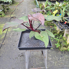 Load image into Gallery viewer, Philodendron Orange Princess Variegated exact plant, Fedex 2day*
