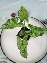 Load image into Gallery viewer, Mojito, exact plant, variegated Syngonium Podoph., ships nationwide
