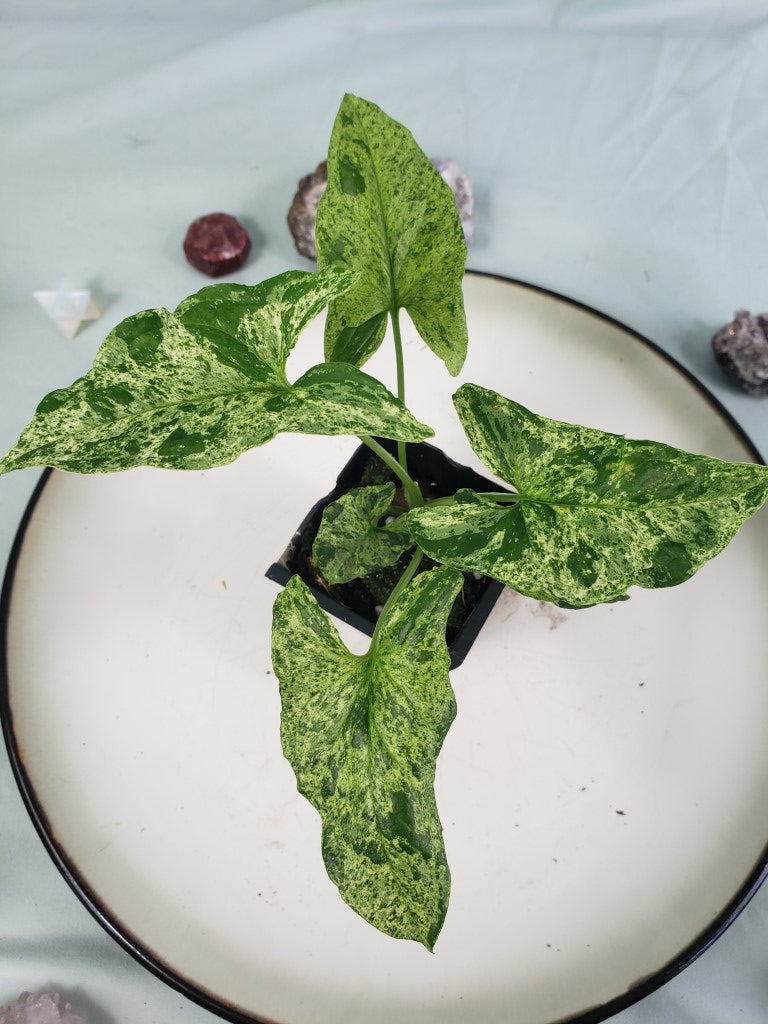 Mojito, exact plant, variegated Syngonium Podoph., ships nationwide