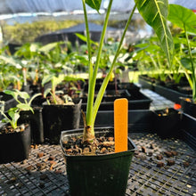 Load image into Gallery viewer, Alocasia Frydek, Exact Plant Variegated
