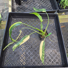 Load image into Gallery viewer, Philodendron Holtonianum Variegated, Exact Plant Ships Nationwide
