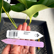 Load image into Gallery viewer, Anthurium Brownii, Exact Plant Ships Nationwide
