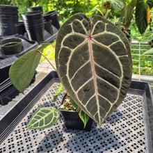 Load image into Gallery viewer, Anthurium Red Crystallinum Doc Block exact plant, Fedex 2day*
