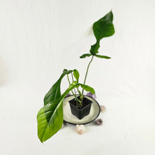 Load image into Gallery viewer, Philodendron Joepii, Exact Plant Ships Nationwide
