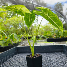 Load image into Gallery viewer, Alocasia Frydek, Exact Plant Variegated Ships Nationwide
