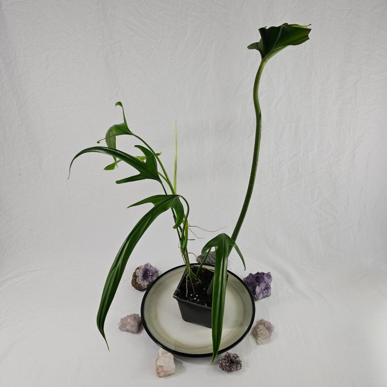 Philodendron Holtonianum, Exact Plant Ships Nationwide