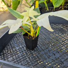 Load image into Gallery viewer, Philodendron Florida Ghost, Exact Plant Ships Nationwide
