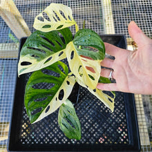 Load image into Gallery viewer, Monstera Adansonii Albo Tricolor, Exact Plant Variegated Ships Nationwide
