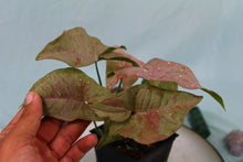 Load image into Gallery viewer, Variegated Syngonium Pink Spot Exact Plant Ships nationwide
