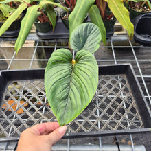 Load image into Gallery viewer, Philodendron Serpens, Exact Plant Ships Nationwide
