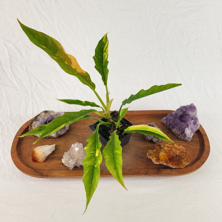 Philodendron Ring Of Fire Variegated 2.5
