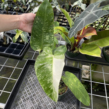 Load image into Gallery viewer, Philodendron Jose Buono Variegated exact plant, Fedex 2day
