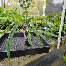 Load image into Gallery viewer, Philodendron Holtonianum, Exact Plant Ships Nationwide
