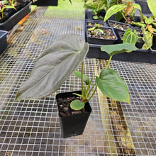 Load image into Gallery viewer, Anthurium Moodeanum, Exact Plant
