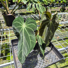 Load image into Gallery viewer, Anthurium Magnificum X Crystalinum AFF noid, exact plant, Fedex 2day*

