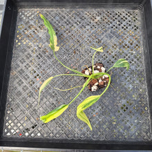 Load image into Gallery viewer, Philodendron Holtonianum Variegated, Exact Plant Ships Nationwide
