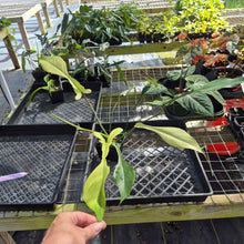 Load image into Gallery viewer, Philodendron Joepii Mint, Variegated, Exact Plant Ships Nationwide
