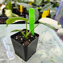 Load image into Gallery viewer, Syngonium Chiapense, Exact Plant Variegated Ships Nationwide
