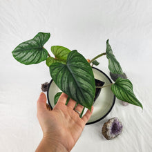 Load image into Gallery viewer, Philodendron Plowmanii, Exact Plant Ships Nationwide
