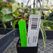 Load image into Gallery viewer, Alocasia Bambino, Exact Plant Variegated Ships Nationwide
