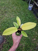 Load image into Gallery viewer, Philodendron Jungle Fever , 2.5” pot, Fedex 2 day*

