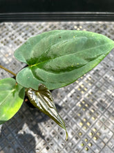 Load image into Gallery viewer, Anthurium Papillilaminum Fort Sherman, Exact Plant Ships Nationwide
