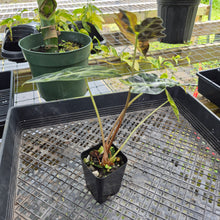 Load image into Gallery viewer, Alocasia Sanderiana Bull Aurea, Exact Plant Variegated
