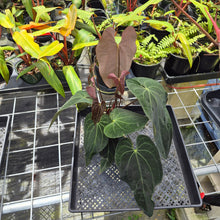 Load image into Gallery viewer, Anthurium Ace Of Spades X Papillilaminum, Exact Plant Ships Nationwide
