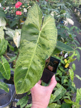 Load image into Gallery viewer, Philodendron Paraiso Verde 4" pot, Fedex 2day*

