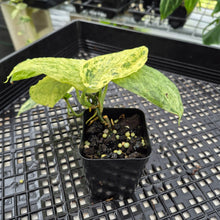 Load image into Gallery viewer, Scindapsus Jade Satin Marble Queen Variegated exact plant, Fedex 2day*
