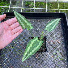 Load image into Gallery viewer, Homalomena Schismatoglottis Neoguineensis, Exact Plant

