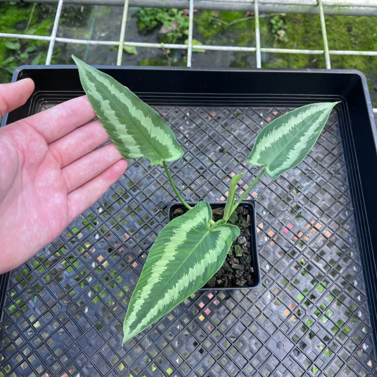 Homalomena Schismatoglottis Neoguineensis, Exact Plant