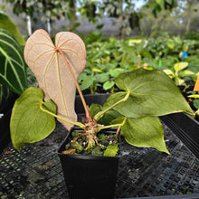 Load image into Gallery viewer, Anthurium Red Crystallinum x Magnificum , Exact Plant Ships Nationwide
