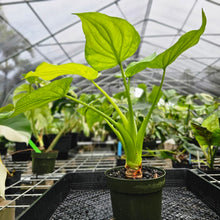 Load image into Gallery viewer, Alocasia Cucullata, Exact Plant Variegated 6&#39;&#39; pot Ships Nationwide
