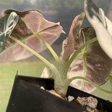 Load image into Gallery viewer, Alocasia Black Velvet Pink variegated exact plant, Fedex 2day*
