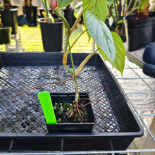 Load image into Gallery viewer, Philodendron Sodiroi True Form, Exact Plant Ships Nationwide
