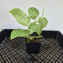 Load image into Gallery viewer, Scindapsus Snake Scale exact plant, Fedex 2day*

