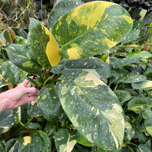 Load image into Gallery viewer, Philodendron Green Congo Nuclear Variegated 4" pot, Fedex 2day*
