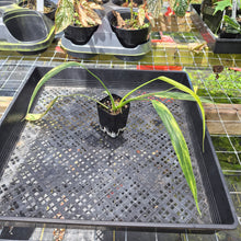 Load image into Gallery viewer, Philodendron Holtonianum Variegated, Exact Plant Ships Nationwide
